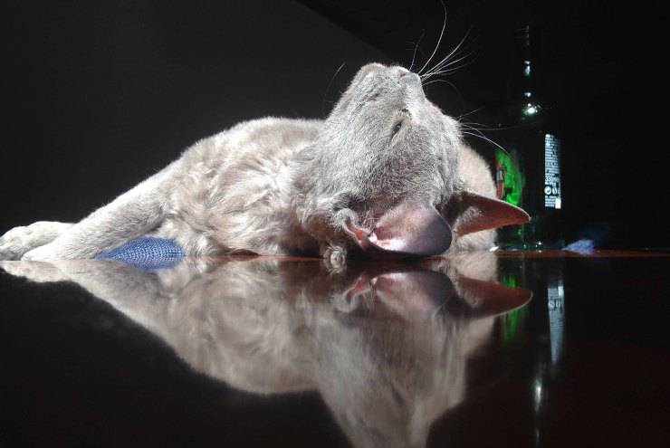 gatto e vino