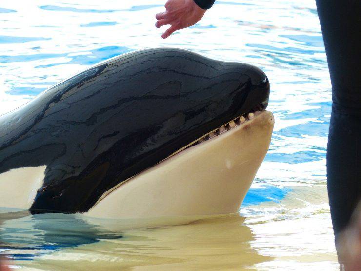 orca
