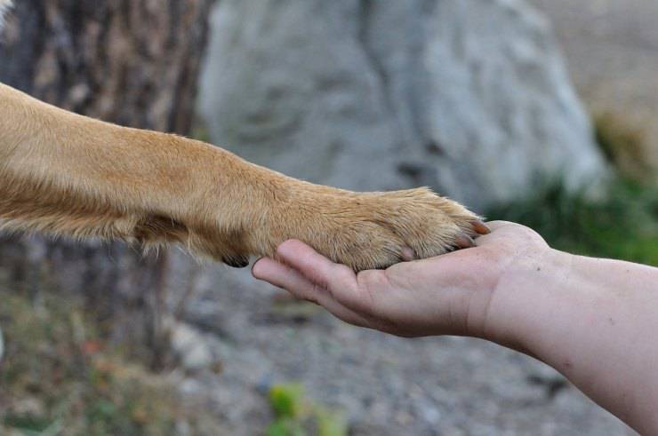 Malattie delle unghie del cane
