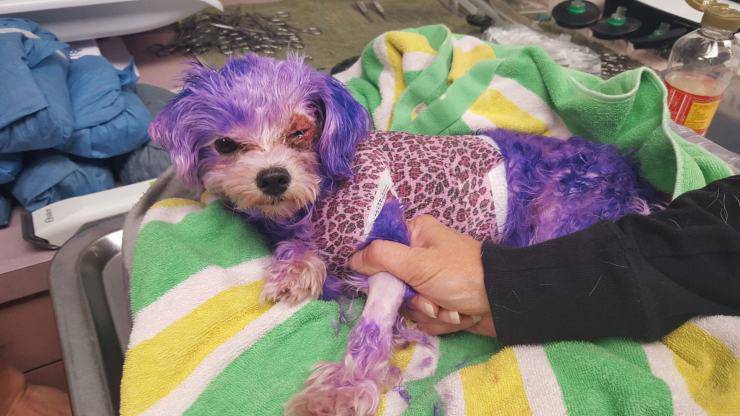 Tingere il pelo del cane