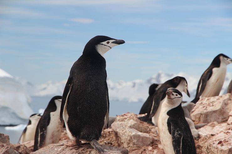 curiosita sui pinguini