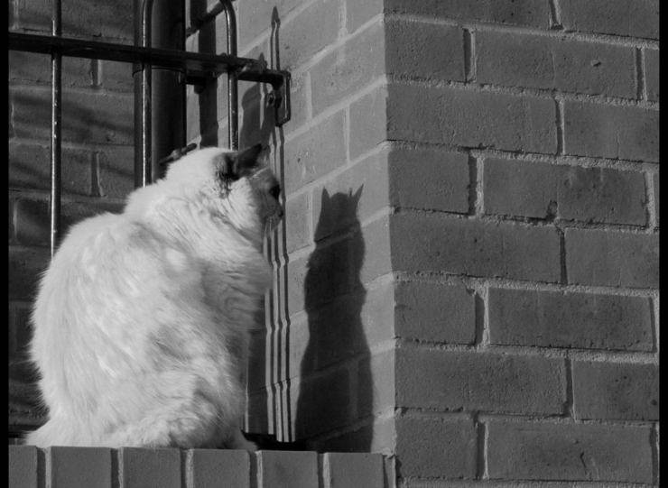 felino