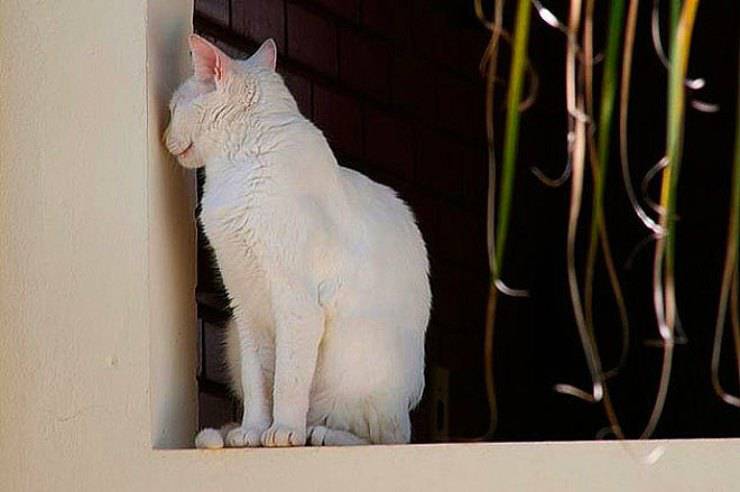 micio