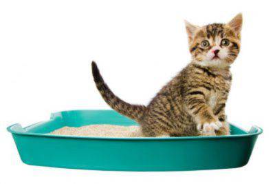 proteinuria nel gatto