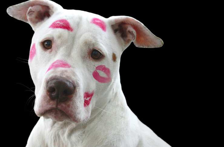 Un pitbull riempito di baci (Foto Pixabay)