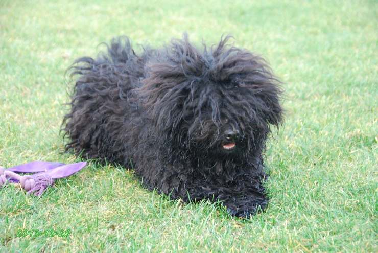 Puli ungherese