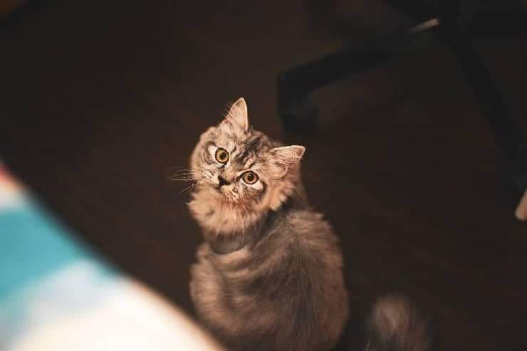 Gatto a pelo riccio aspetto e carattere