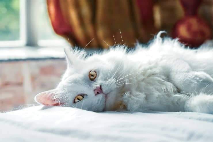 Pulire cuccia gatto