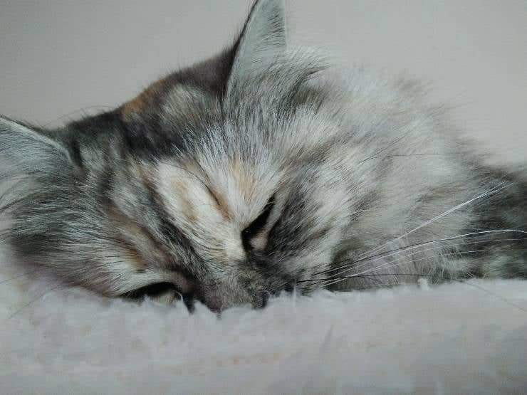 Pulire cuccia felino