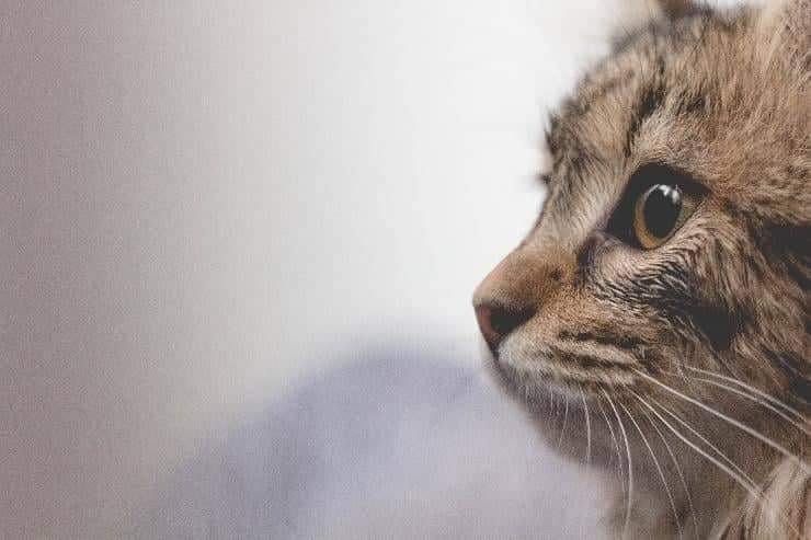 Gatto a pelo riccio