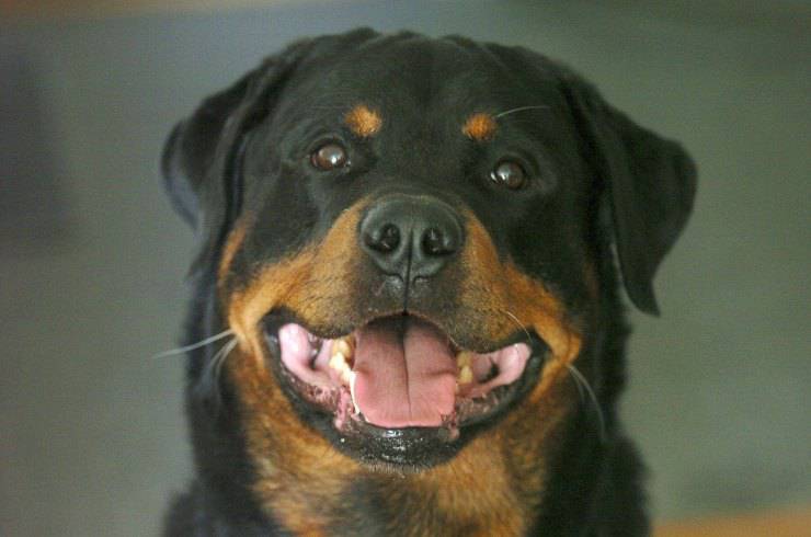 cane razza grande