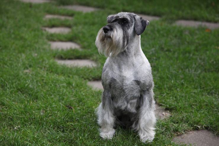 Pedigree del cane