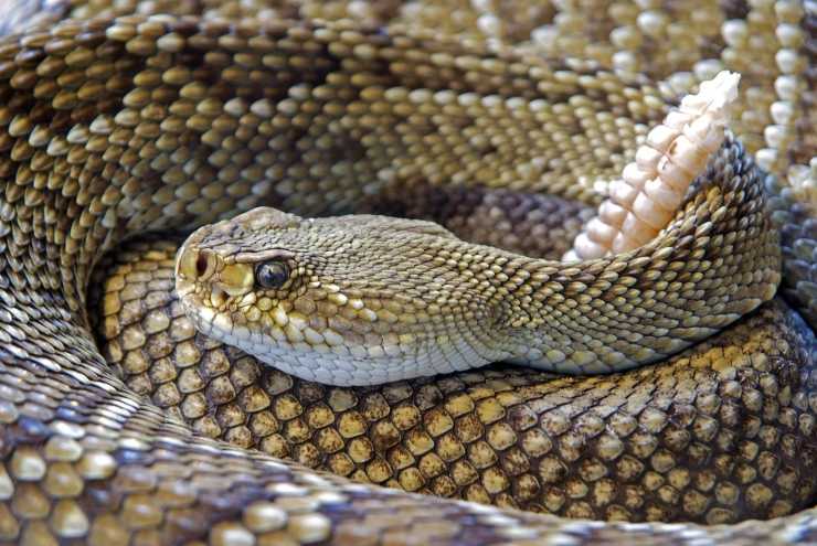 serpenti rettili