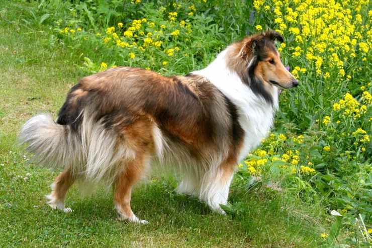 Pedigree del cane