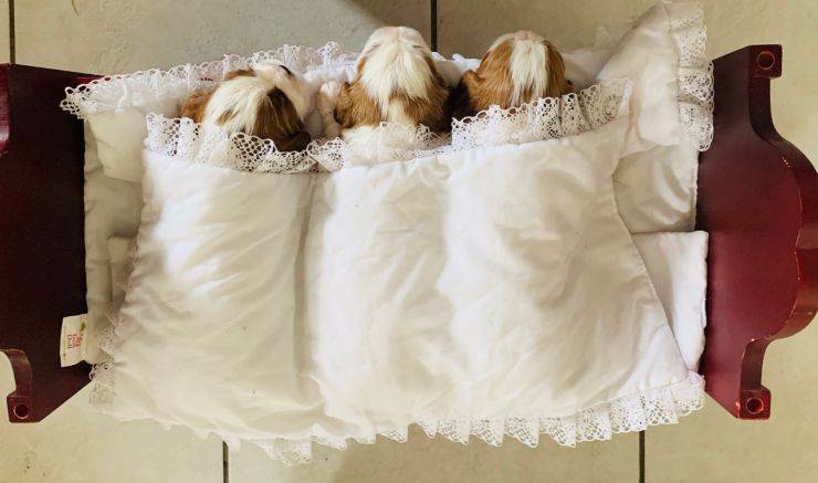 pulire la cuccia del cane