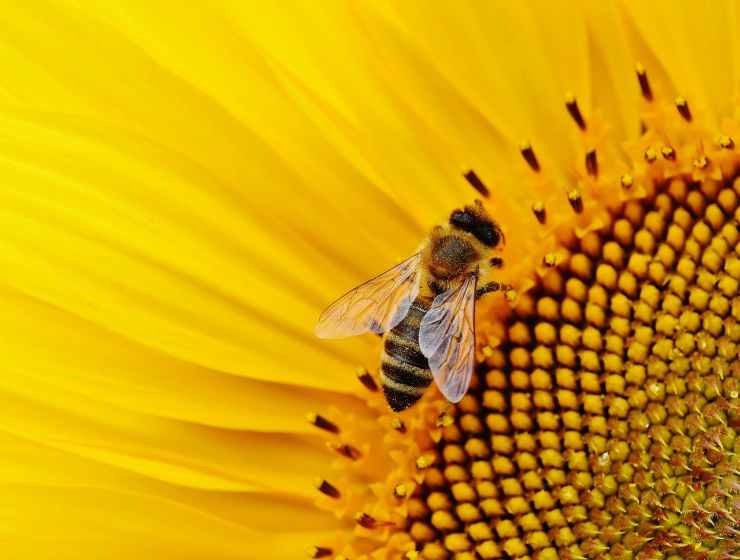 Ape sul fiore (Foto Pixabay)