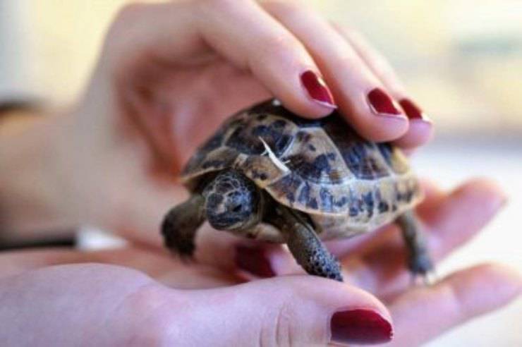 il rettile puo legare con voi