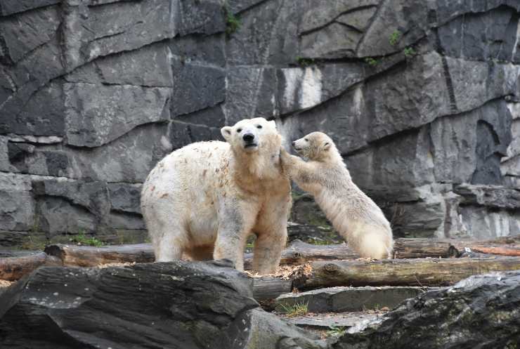 orso polare