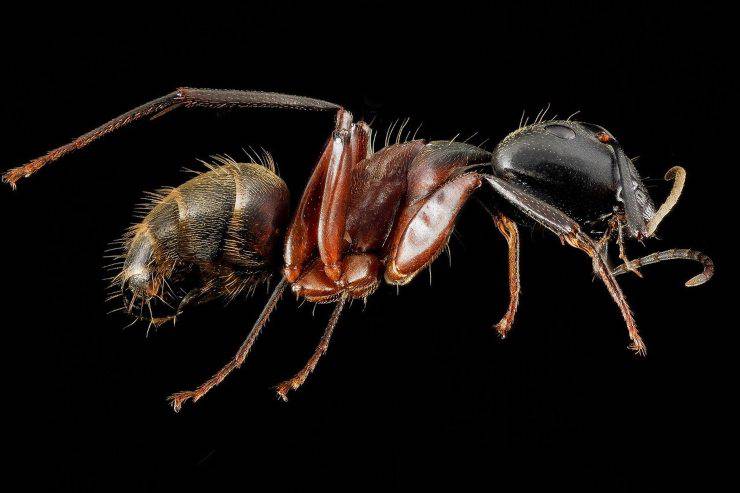 Formica operaia
