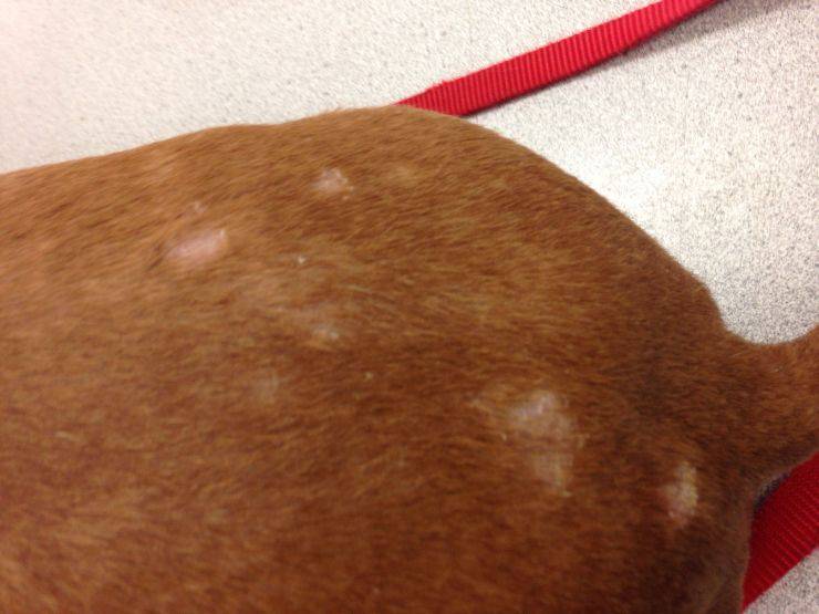 alopecia cane chiazze