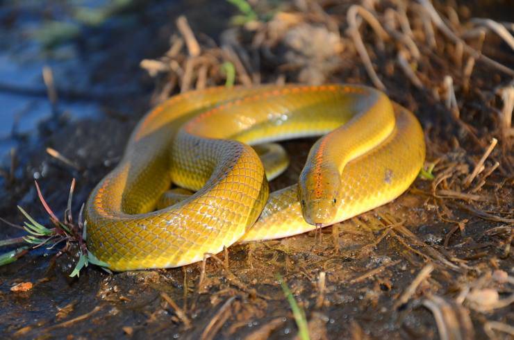 serpente domestico terrario