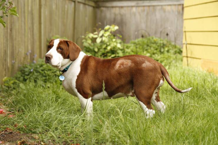 cane perde pelo a chiazze