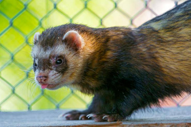 furetto furetti mustelide