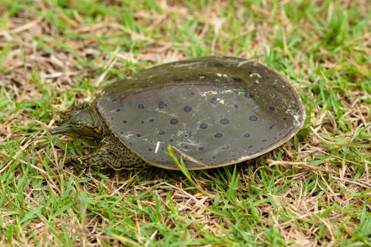 quanto veloce tartaruga