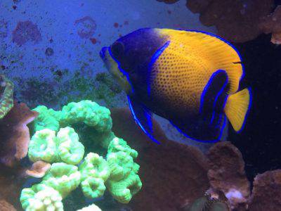 pesce angelo blu