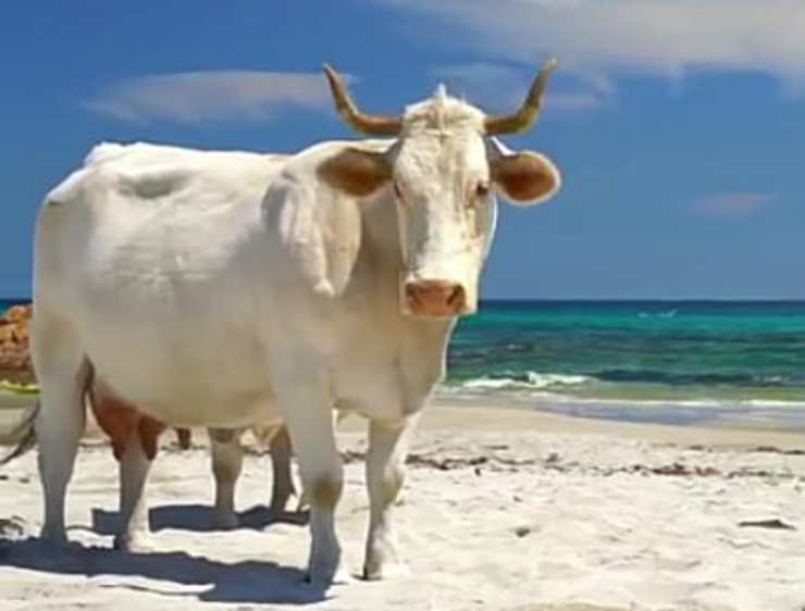 La mucca rilassata (foto Pixabay)