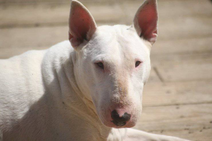bull terrier prova gioia letto osso