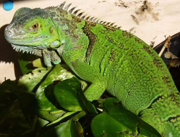 cosa mangia iguana