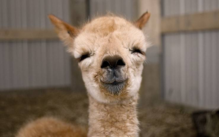 alpaca camelide sudamerica