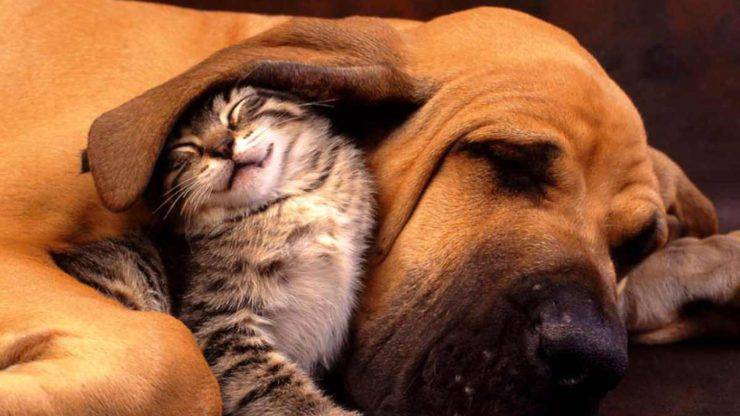 cane e gatto possono mangiare cibo cani gatto mangiare cibo gatti cane