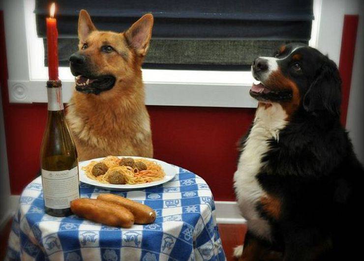 cane ricetta casa