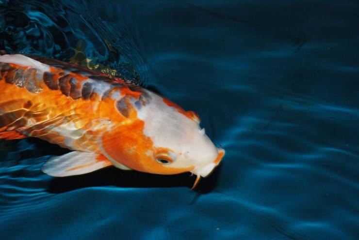 carpa koi longevità