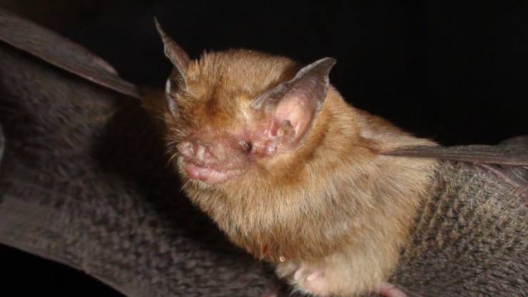 pipistrello
