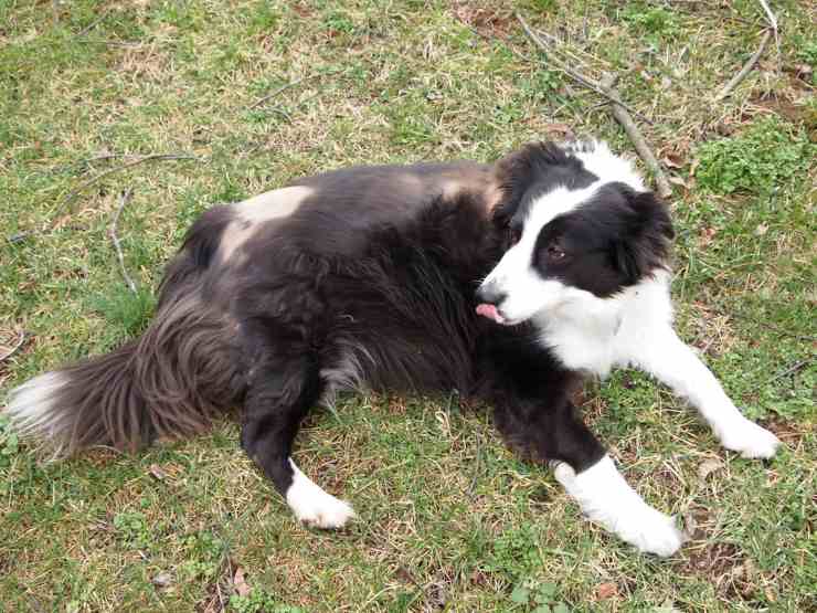 alopecia cane chiazze
