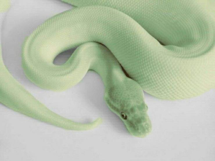 serpe rettile serpente