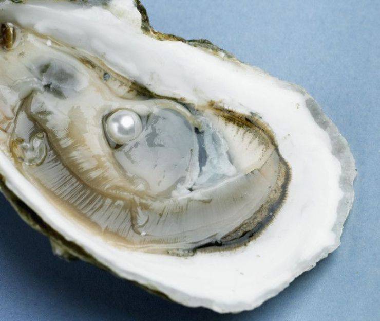 ostrica mollusco perla