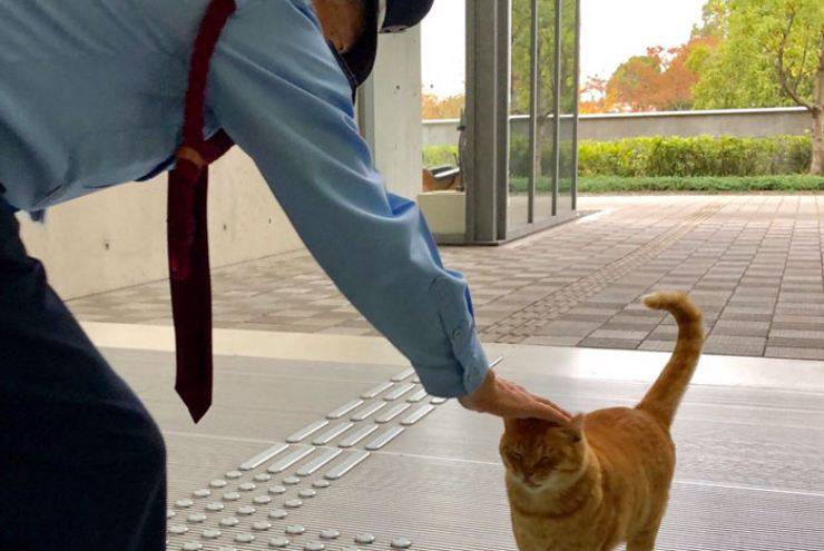 gatti entrare museo