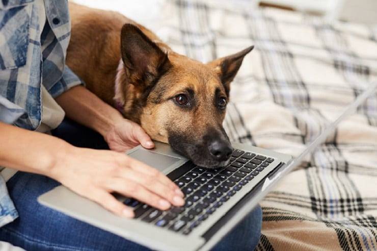 gestire cane in casa
