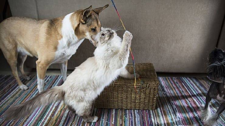 capacità gatti