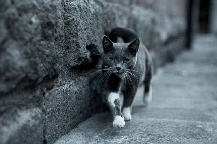 gatti ritrovano strada