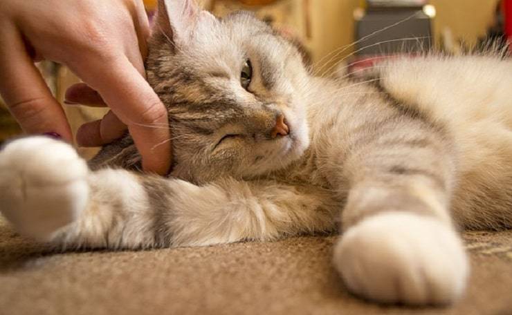 Andare accordo col gatto