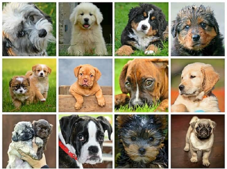 cane giusto segno zodiacale