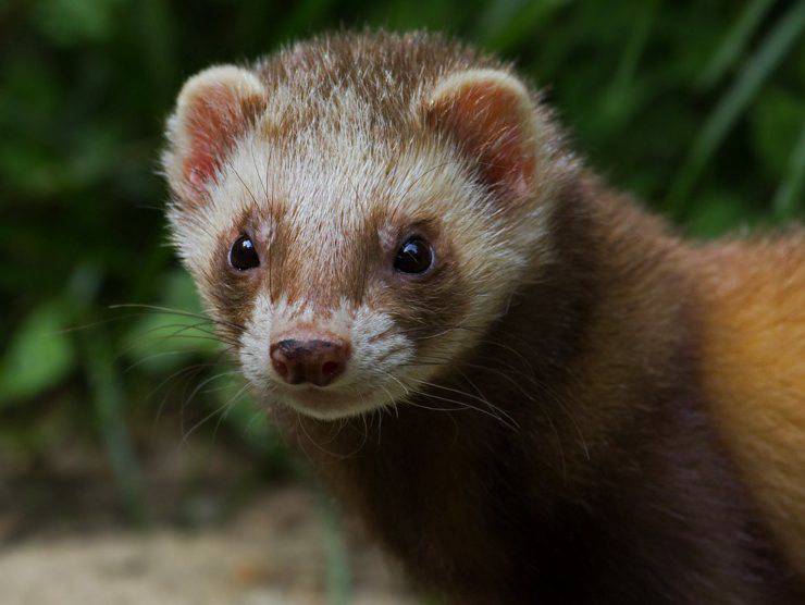 furetto furetti mustelide