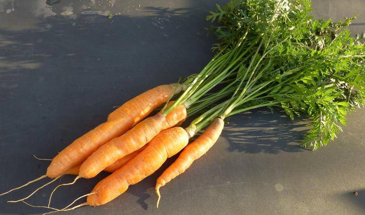 carote verdura vegetali