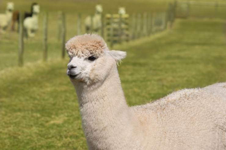 alpaca allevamento lama