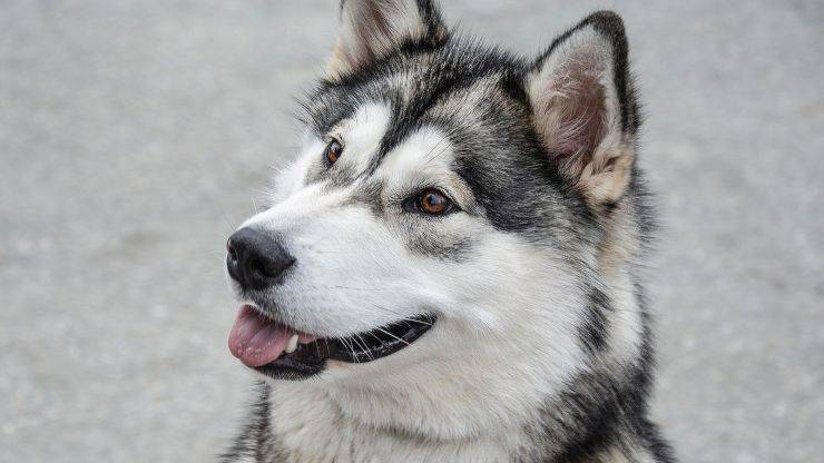 Alaskan Malamute